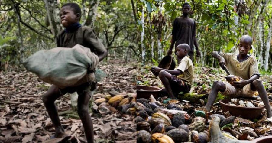 «Όταν ο κόσμος τρώει σοκολάτα, τρώει τη σάρκα μου». Η μαρτυρία ενός παιδιού σκλάβου στις φυτείες που προμηθεύουν κακάο τις βιομηχανίες.