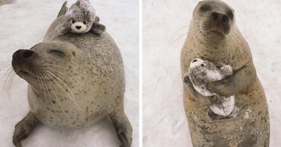 Φώκια βρήκε παιχνίδι που της μοιάζει και δεν μπορεί να σταματήσει να το αγκαλιάζει