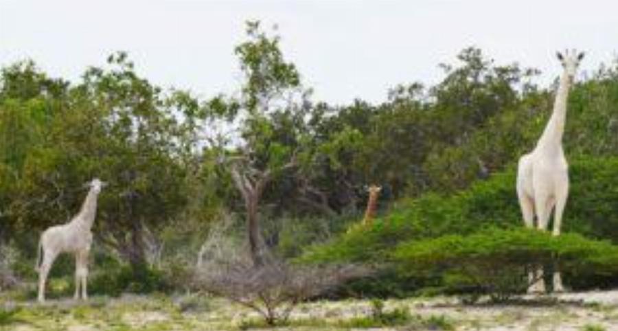 Σκότωσαν τη μοναδική οικογένεια λευκών καμηλοπαρδάλων. Μια τρομερή απώλεια για τη φύση