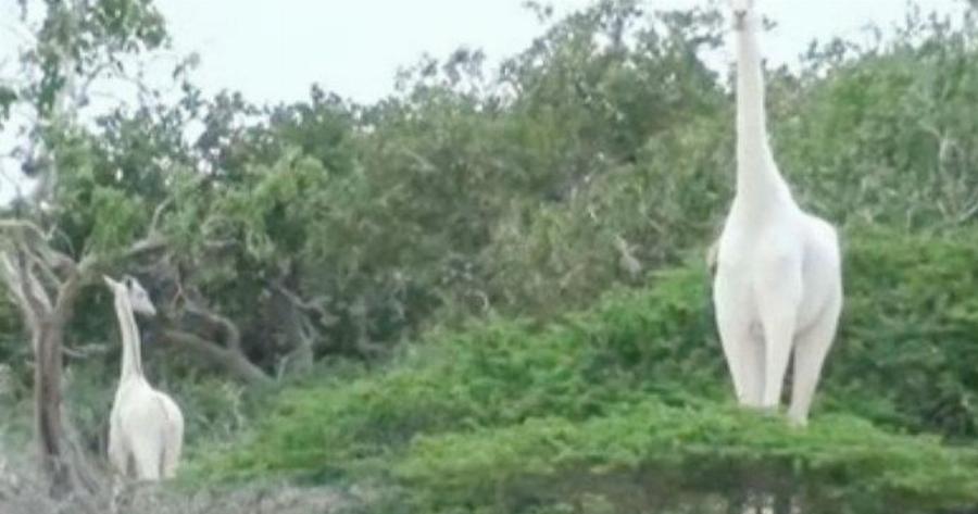 Σκότωσαν τη μοναδική οικογένεια λευκών καμηλοπαρδάλων. Μια τρομερή απώλεια για τη φύση