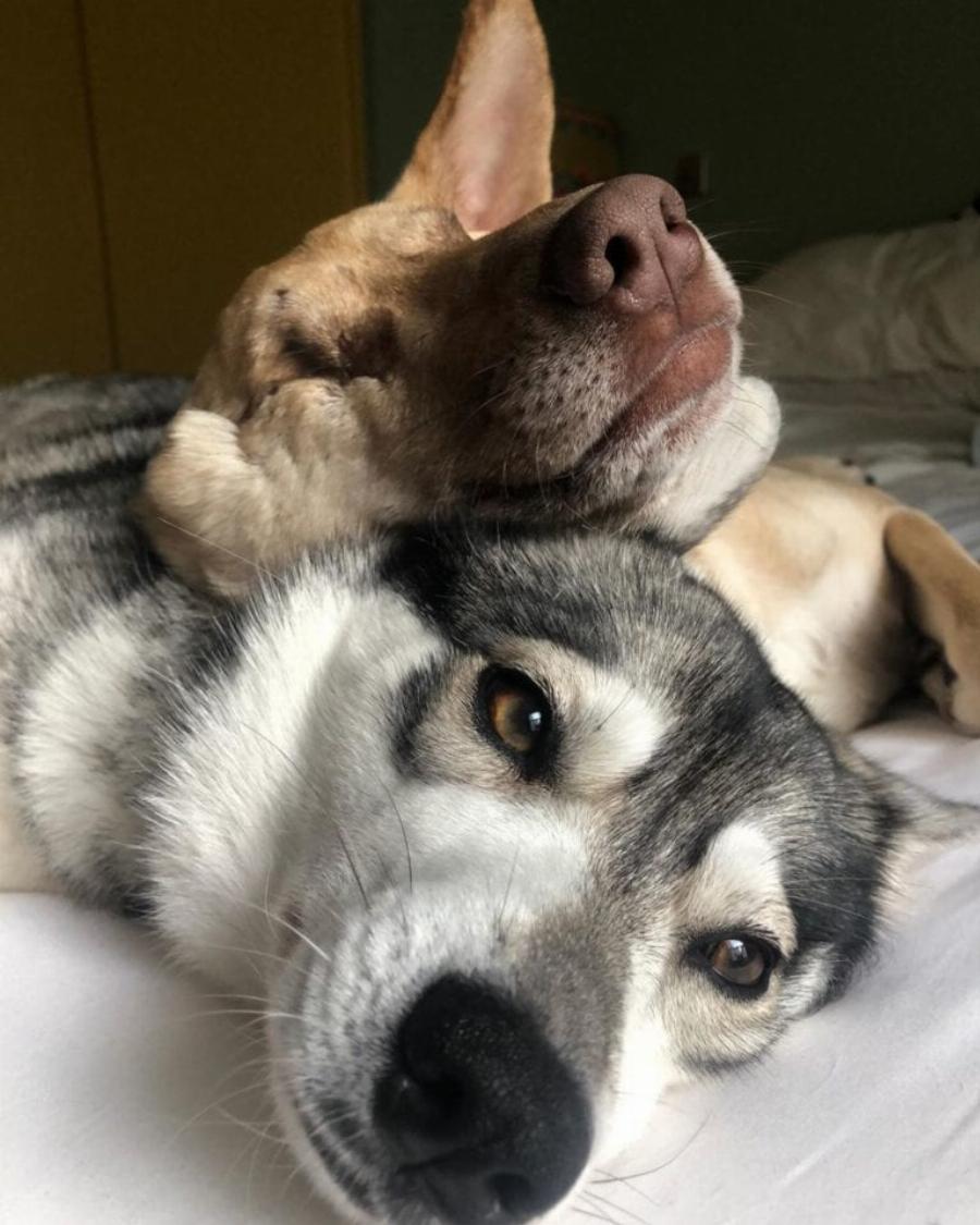 Η ιστορία της σκυλίτσας από το Λίβανο που πυροβολήθηκε 17 φορές, τυφλώθηκε αλλά πλέον ζει ευτυχισμένη