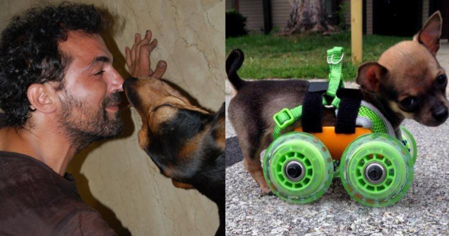 Βασίλης Τζιγκούρας: Ο Έλληνας υδραυλικός που βοηθάει ανάπηρα ζωάκια να περπατήσουν ξανά