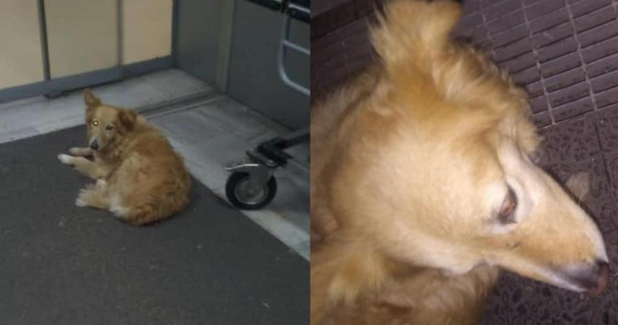 Ο Χάτσικο Του Βόλου – Ένας Σκύλος Εδώ Και Πέντε Χρόνια Περιμένει Στο Νοσοκομείο Τον Ιδιοκτήτη Του Που Πέθανε