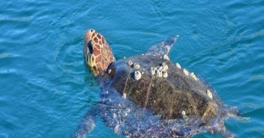 Aπροσδόκητος «επισκέπτης» στη Λούτσα: Καρέτα-καρέτα άφησε τα αβγά της στην παραλία