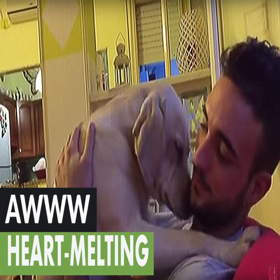 Σκύλος παρακαλάει το αφεντικό του να τον συγχωρέσει – Το βίντεο με τα 9 εκατομμύρια προβολές