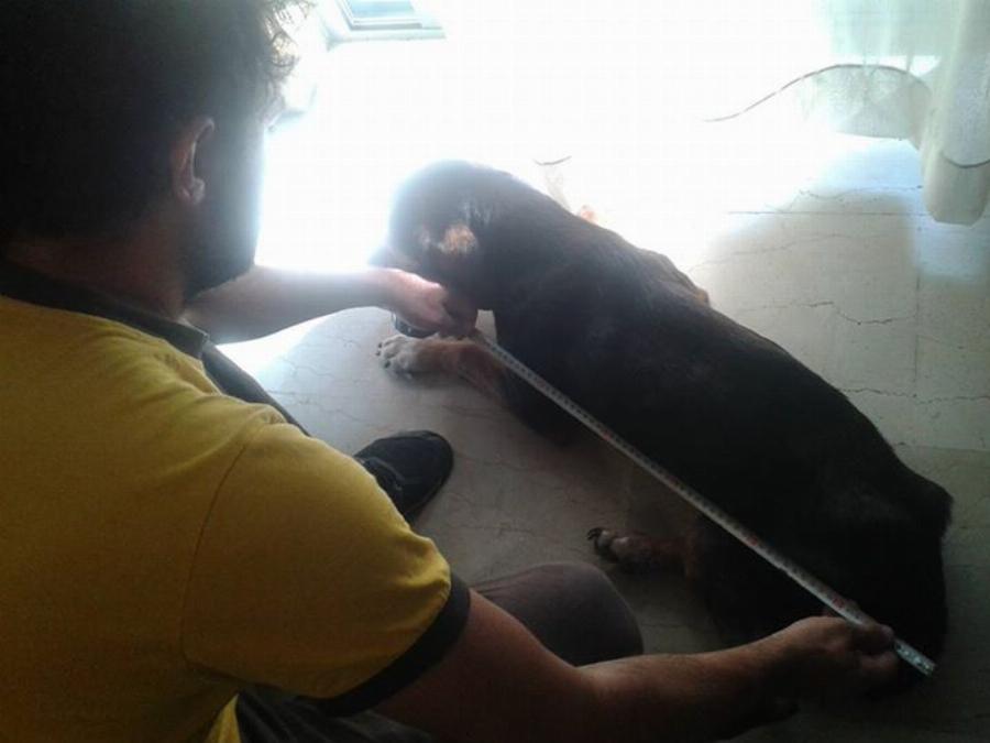 Βασίλης Τζιγκούρας: Ο Έλληνας υδραυλικός που βοηθάει ανάπηρα ζωάκια να περπατήσουν ξανά