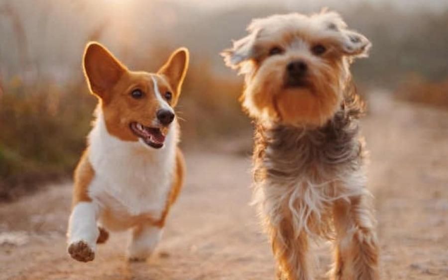 Ολλανδία: 7 υπέροχοι λόγοι που είναι η χώρα του μέλλοντος