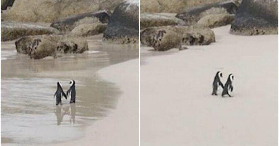 Ζευγάρι πιγκουίνων απολαμβάνει τη βόλτα του πιασμένο χέρι χέρι