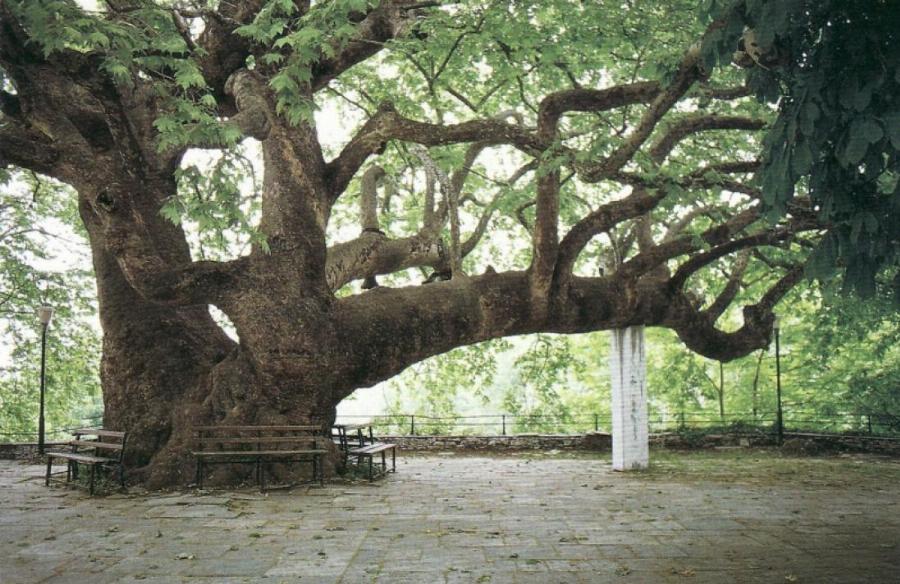 Πήλιο: 15 λόγοι που είναι ο απόλυτος καλοκαιρινός προορισμός