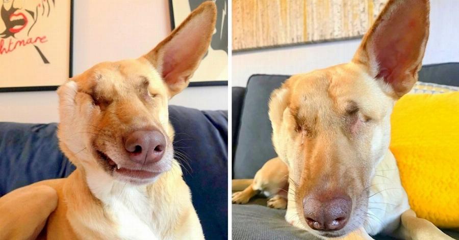 Η ιστορία της σκυλίτσας από το Λίβανο που πυροβολήθηκε 17 φορές, τυφλώθηκε αλλά πλέον ζει ευτυχισμένη