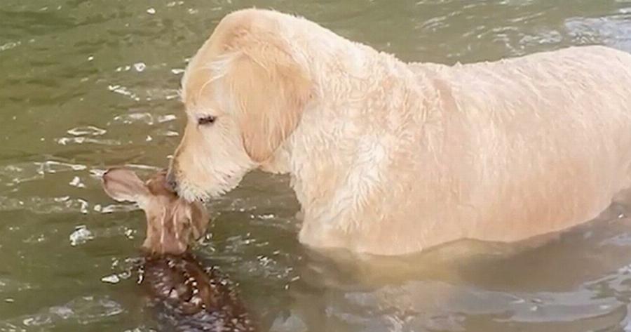 Σκύλος έσωσε ελαφάκι από πνιγμό και δεν έφευγε από δίπλα του: «Το φρόντιζε συνέχεια»
