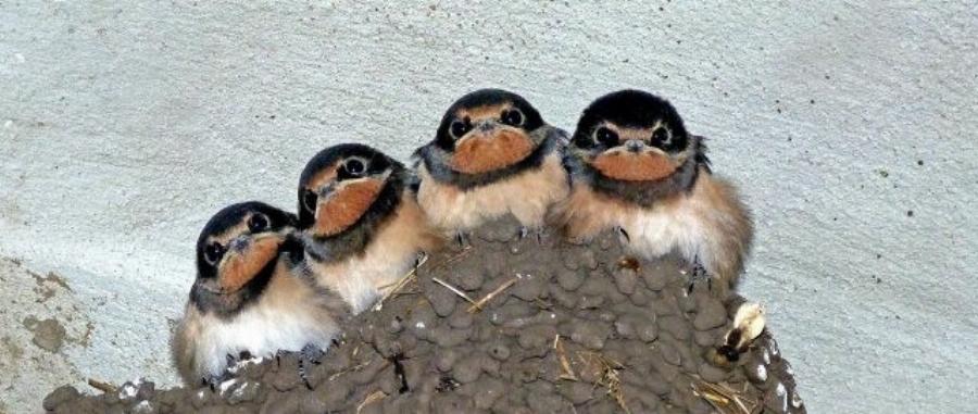 Ποινικό αδίκημα η καταστροφή φωλιών και η θανάτωση χελιδονιών