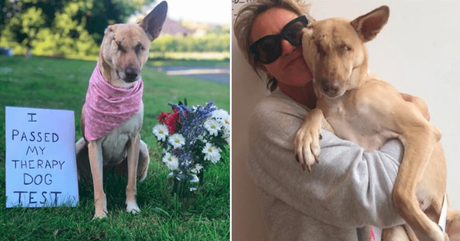 Η ιστορία της σκυλίτσας από το Λίβανο που πυροβολήθηκε 17 φορές, τυφλώθηκε αλλά πλέον ζει ευτυχισμένη