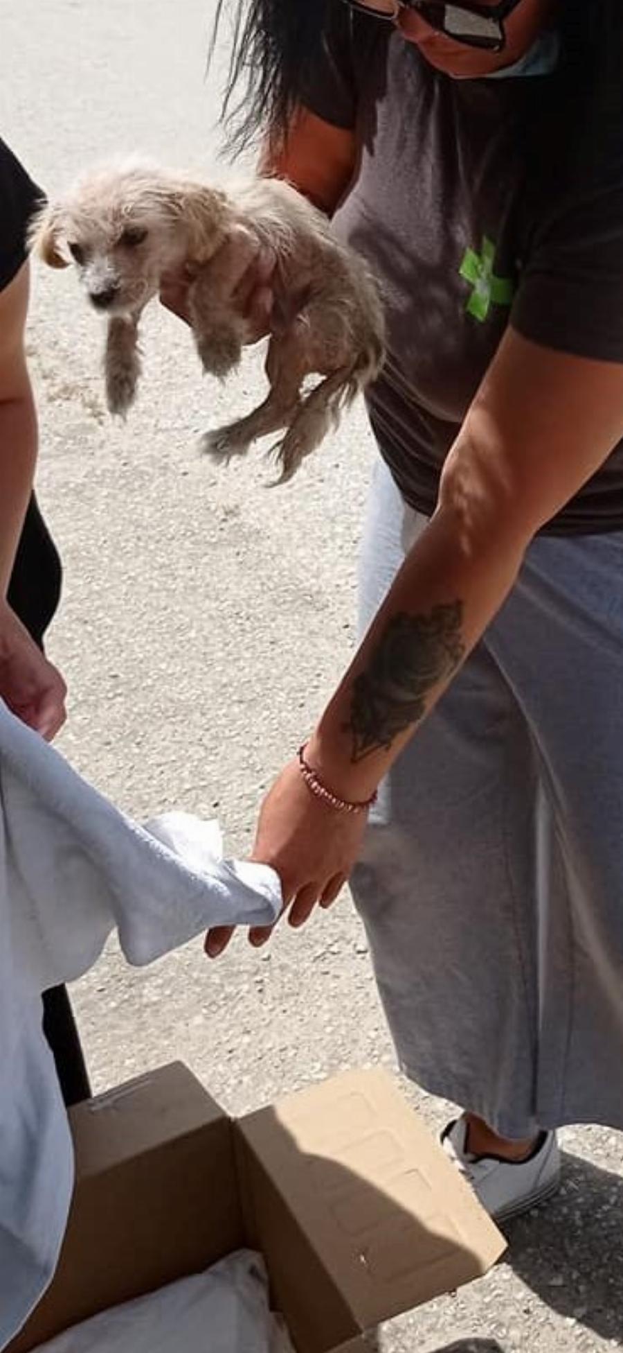 Υιοθετήθηκε ο μικρός Τσίκο που βρέθηκε σε χωριό των Σερρών σε πολύ άσχημη κατάσταση