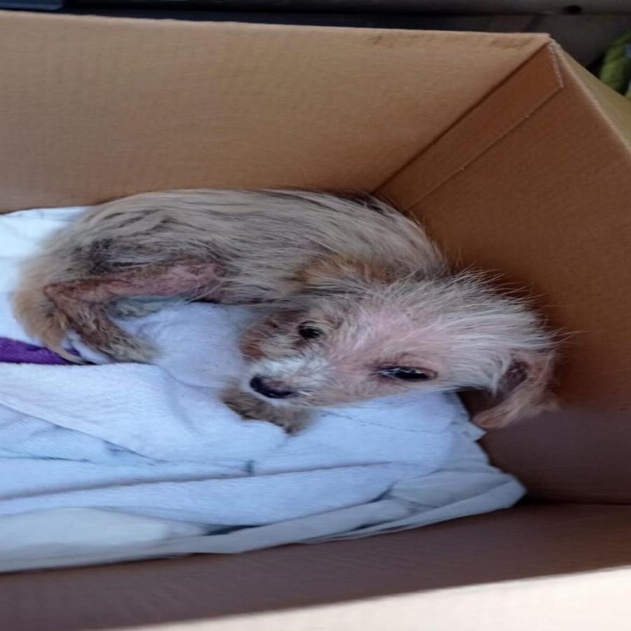 Υιοθετήθηκε ο μικρός Τσίκο που βρέθηκε σε χωριό των Σερρών σε πολύ άσχημη κατάσταση