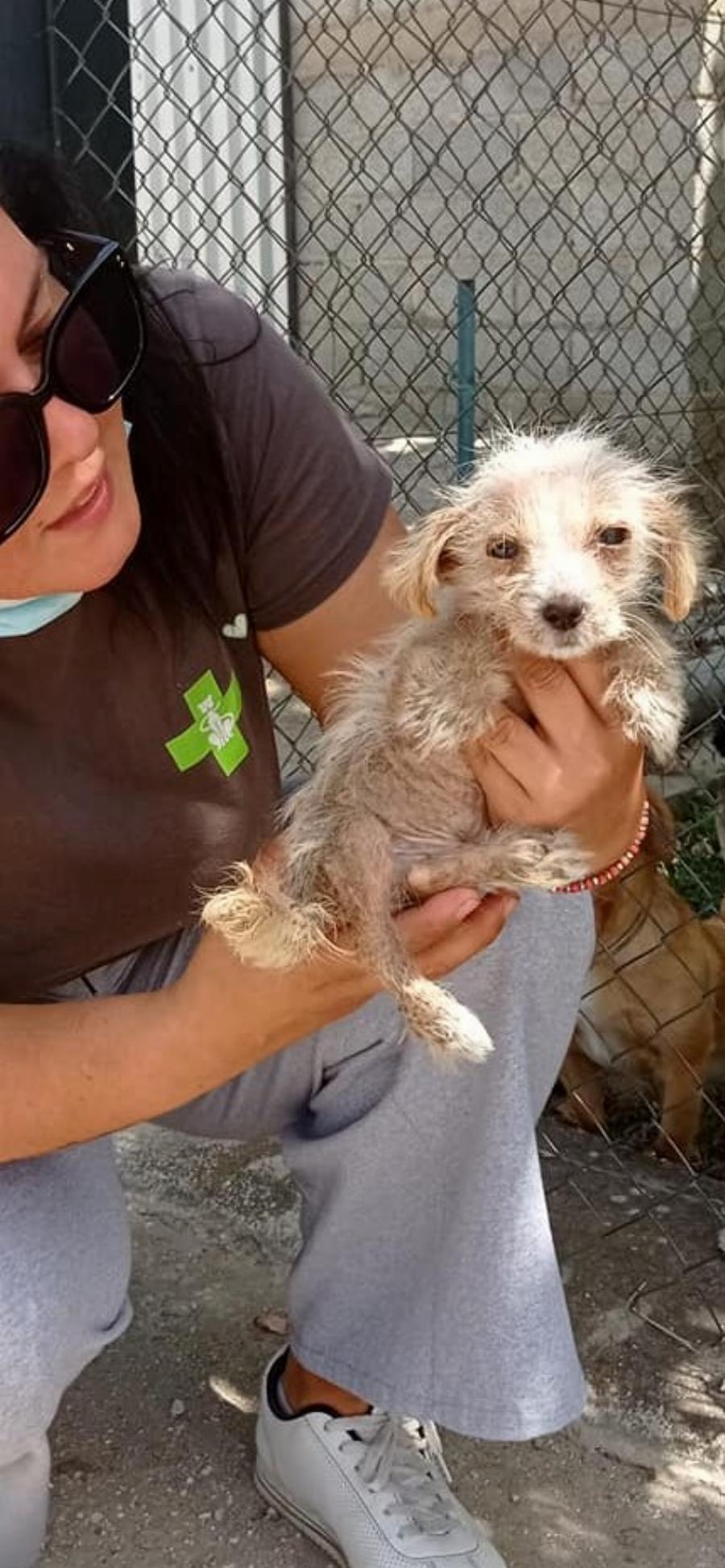 Υιοθετήθηκε ο μικρός Τσίκο που βρέθηκε σε χωριό των Σερρών σε πολύ άσχημη κατάσταση