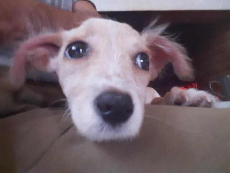 Υιοθετήθηκε ο μικρός Τσίκο που βρέθηκε σε χωριό των Σερρών σε πολύ άσχημη κατάσταση