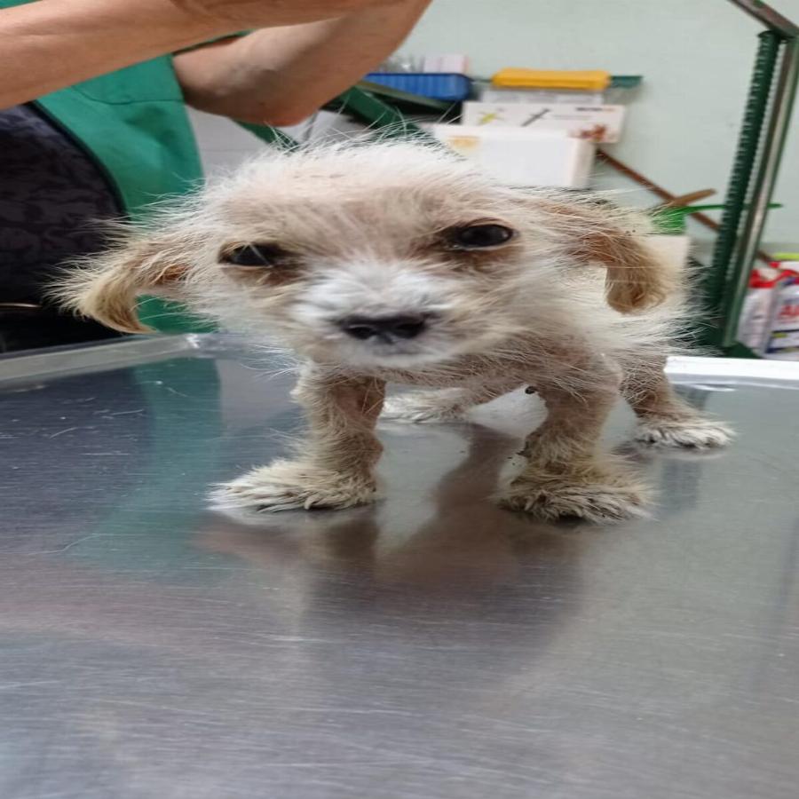 Υιοθετήθηκε ο μικρός Τσίκο που βρέθηκε σε χωριό των Σερρών σε πολύ άσχημη κατάσταση