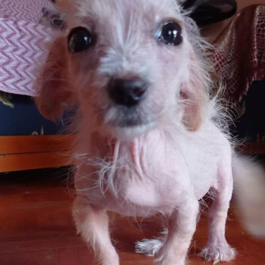 Υιοθετήθηκε ο μικρός Τσίκο που βρέθηκε σε χωριό των Σερρών σε πολύ άσχημη κατάσταση