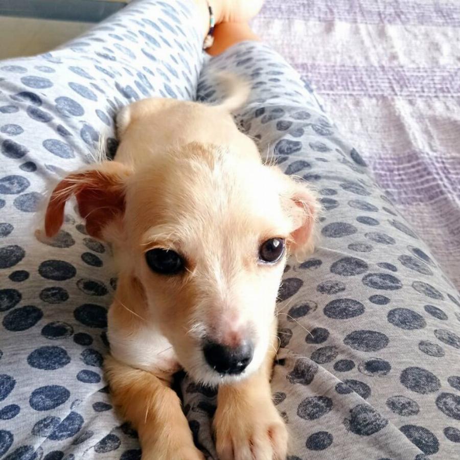 Υιοθετήθηκε ο μικρός Τσίκο που βρέθηκε σε χωριό των Σερρών σε πολύ άσχημη κατάσταση