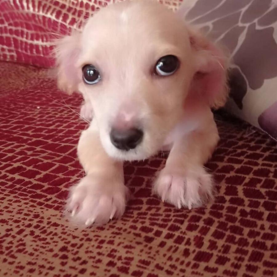 Υιοθετήθηκε ο μικρός Τσίκο που βρέθηκε σε χωριό των Σερρών σε πολύ άσχημη κατάσταση