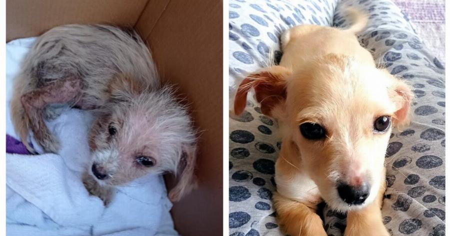 Υιοθετήθηκε ο μικρός Τσίκο που βρέθηκε σε χωριό των Σερρών σε πολύ άσχημη κατάσταση