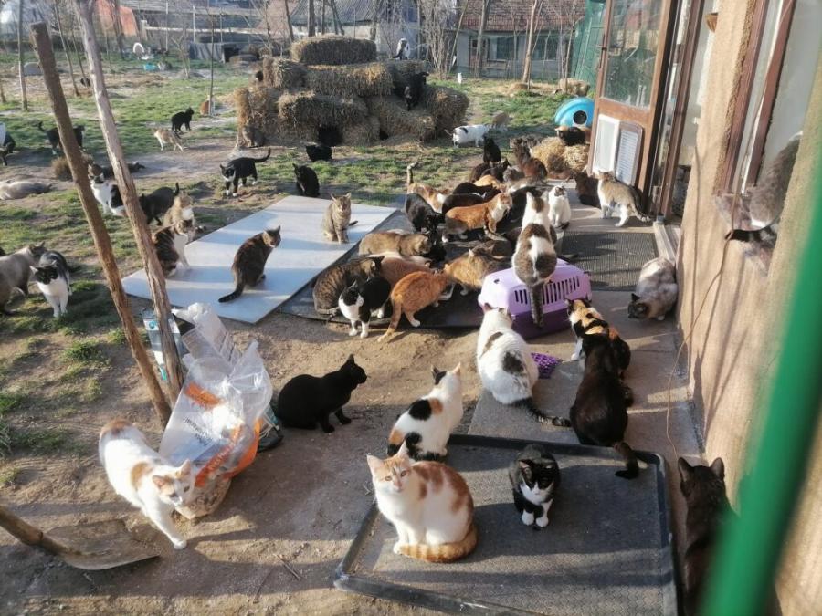 Δύο αδέρφια από τη Ρουμανία φροντίζουν αμέτρητα αδέσποτα και φιλοξενούν άρρωστα στο καταφύγιο που έχουν φτιάξει