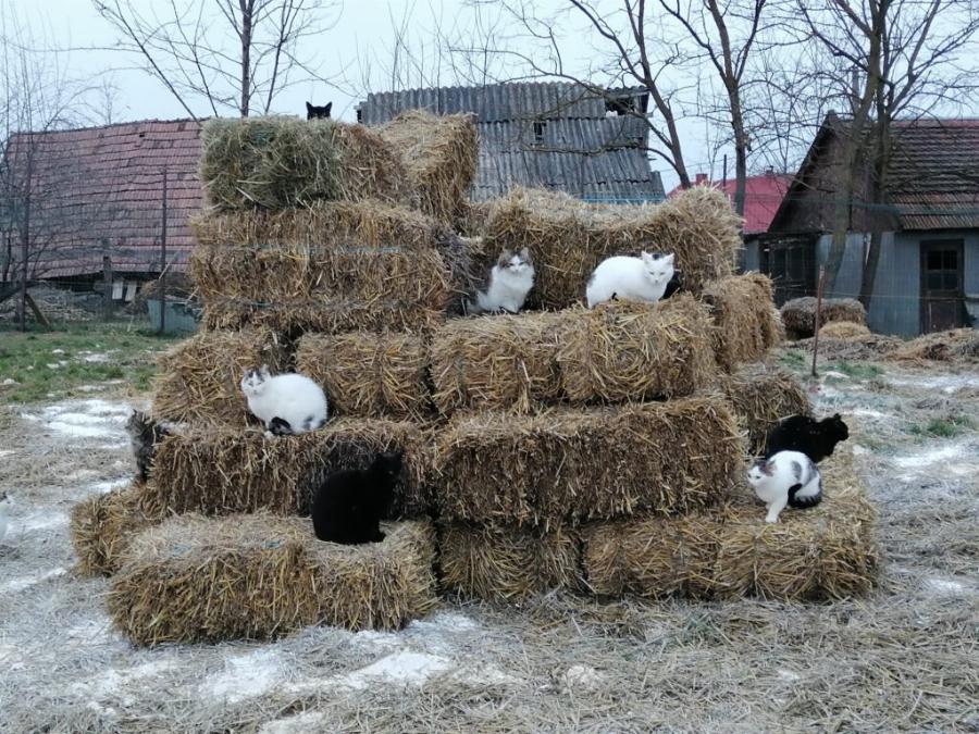 Δύο αδέρφια από τη Ρουμανία φροντίζουν αμέτρητα αδέσποτα και φιλοξενούν άρρωστα στο καταφύγιο που έχουν φτιάξει