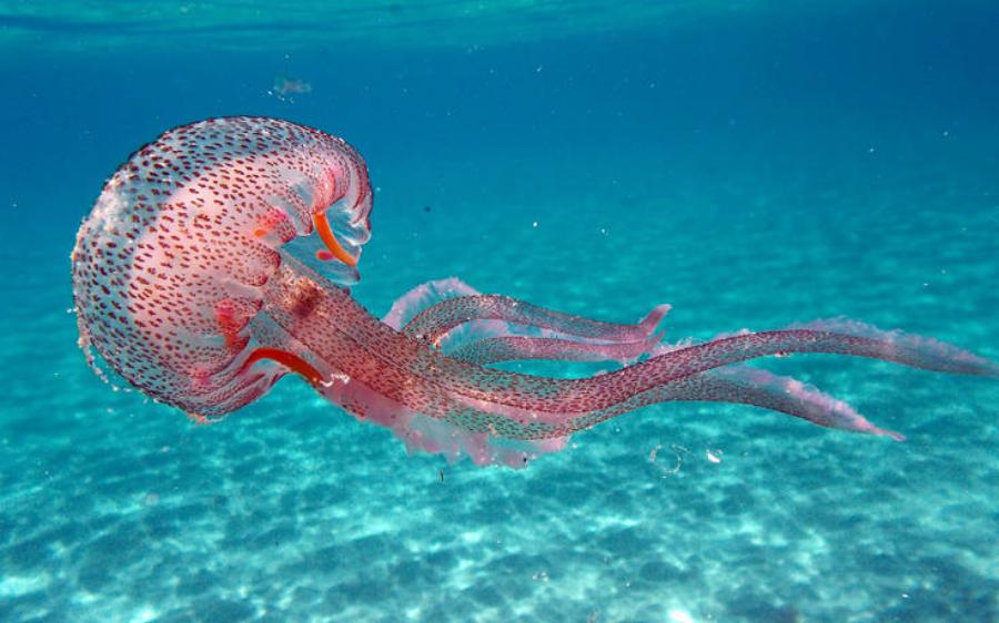 Απαγορεύεται αυστηρά: Τι δεν πρέπει να κάνετε αν σας τσιμπήσει τσούχτρα