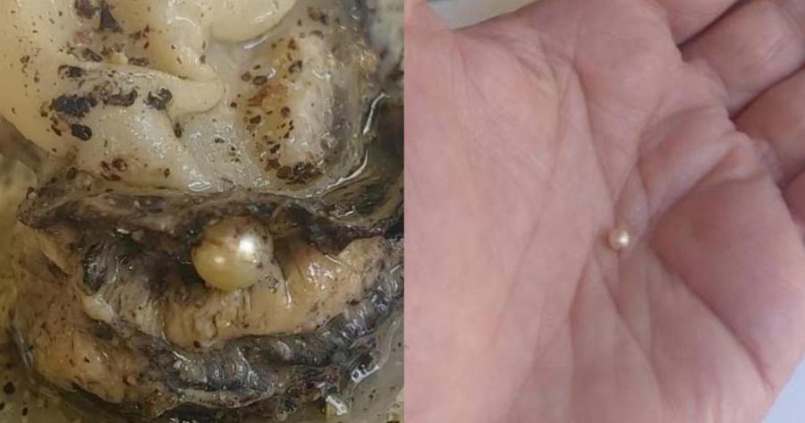 Πάτρα: Απίστευτη τύχη για ιδιοκτήτρια ουζερί – Τα στρείδια της έκρυβαν μέσα μαργαριτάρι