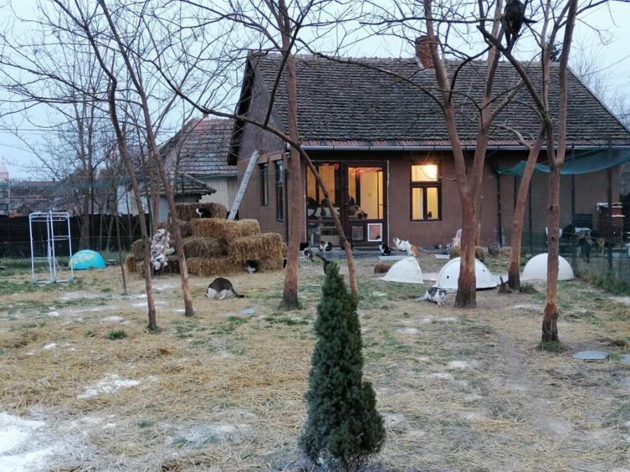 Δύο αδέρφια από τη Ρουμανία φροντίζουν αμέτρητα αδέσποτα και φιλοξενούν άρρωστα στο καταφύγιο που έχουν φτιάξει