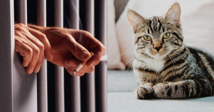 Επιτέλους η πρώτη προφυλάκιση για βασανισμό ζώου στην Ελλάδα – Φυλακή για 23χρονο Έλληνα