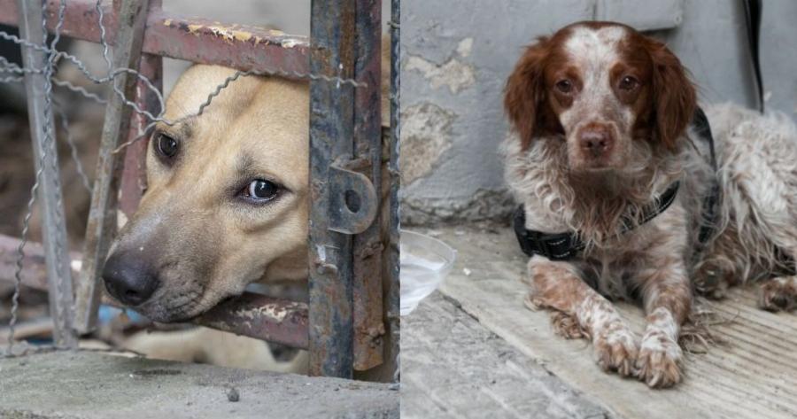 Επιτέλους! Αντιμέτωποι με κάθειρξη έως 10 έτη όποιοι βασανίσουν ζώα