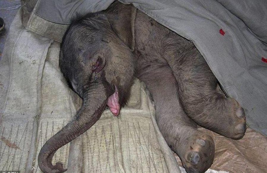Τα ζώα έχουν συναισθήματα – Αυτό το ελεφαντάκι έκλαιγε για 5 ώρες όταν το πήραν από τη μητέρα του
