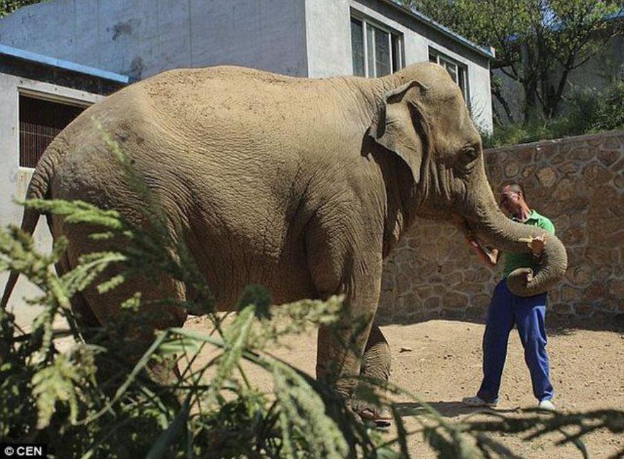 Τα ζώα έχουν συναισθήματα – Αυτό το ελεφαντάκι έκλαιγε για 5 ώρες όταν το πήραν από τη μητέρα του