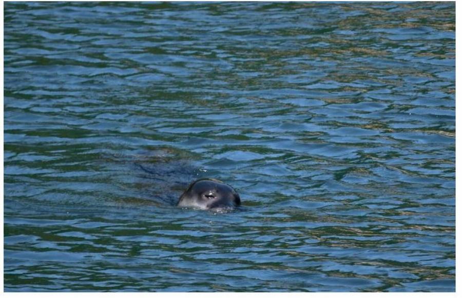 Αλόννησος: Φώκια μονάχους μονάχους επιτέθηκε σε λουόμενο – Φουσκωτό έσπευσε να τον σώσει