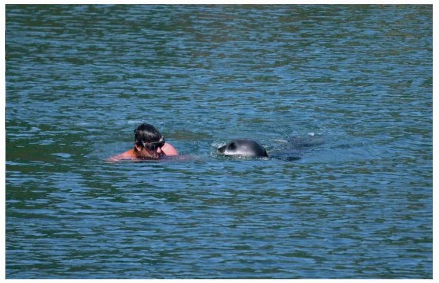 Αλόννησος: Φώκια μονάχους μονάχους επιτέθηκε σε λουόμενο – Φουσκωτό έσπευσε να τον σώσει