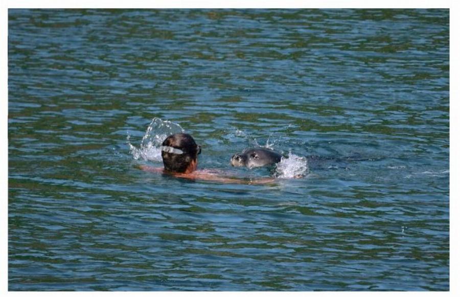 Αλόννησος: Φώκια μονάχους μονάχους επιτέθηκε σε λουόμενο – Φουσκωτό έσπευσε να τον σώσει