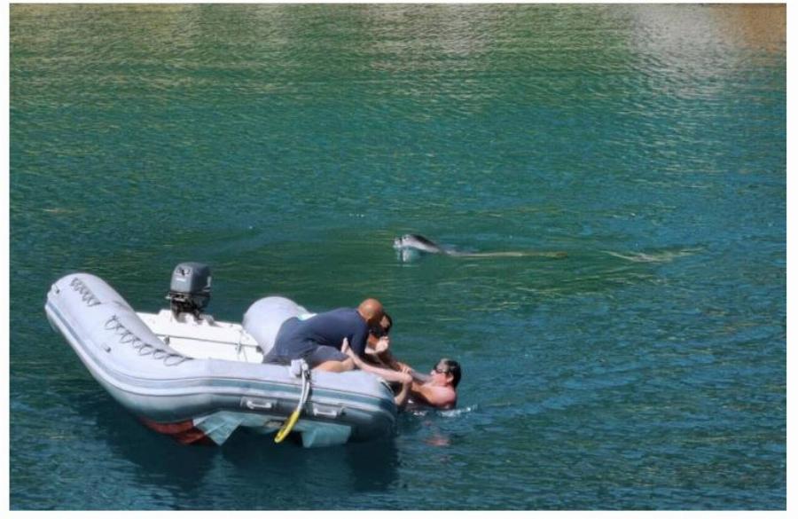 Αλόννησος: Φώκια μονάχους μονάχους επιτέθηκε σε λουόμενο – Φουσκωτό έσπευσε να τον σώσει