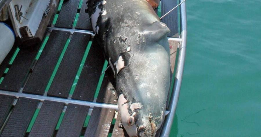 Αλόννησος: Σκότωσαν με ψαροντούφεκο τη φώκια σύμβολο του νησιού, τον Κωστή