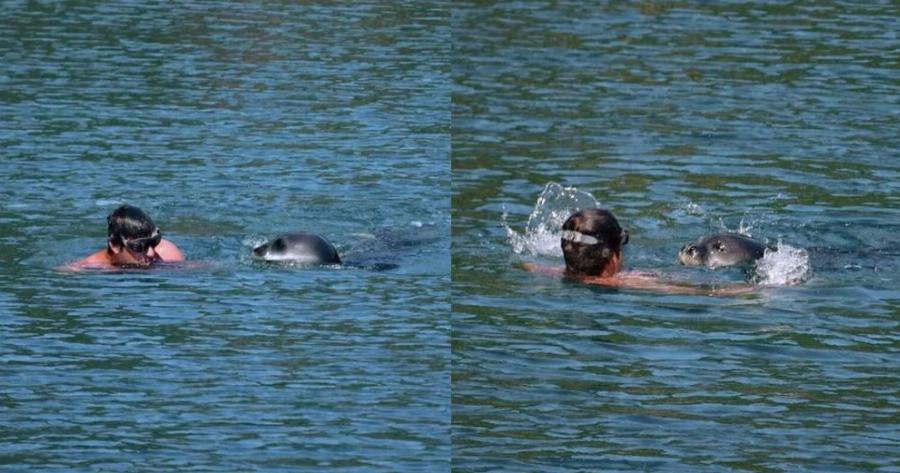 Αλόννησος: Φώκια μονάχους μονάχους επιτέθηκε σε λουόμενο – Φουσκωτό έσπευσε να τον σώσει