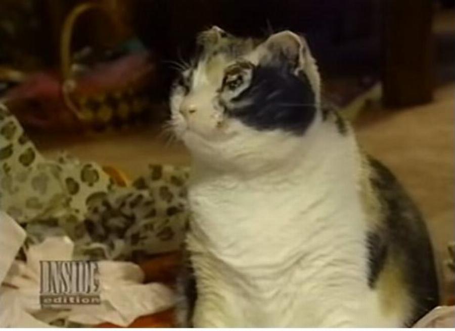 Ηρωίδα γάτα: Βούτηξε 5 φορές στις φλόγες και έσωσε τα μικρά της από τη φωτιά