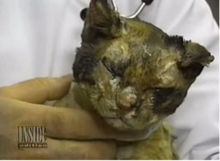 Ηρωίδα γάτα: Βούτηξε 5 φορές στις φλόγες και έσωσε τα μικρά της από τη φωτιά