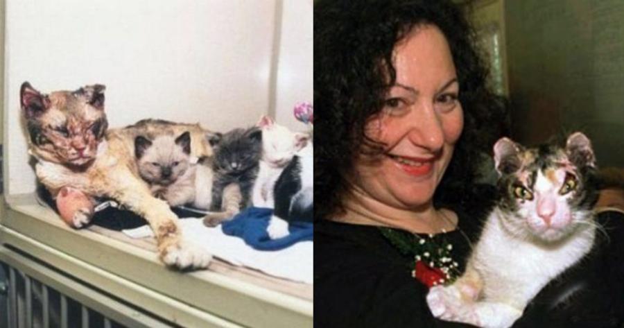 Ηρωίδα γάτα: Βούτηξε 5 φορές στις φλόγες και έσωσε τα μικρά της από τη φωτιά