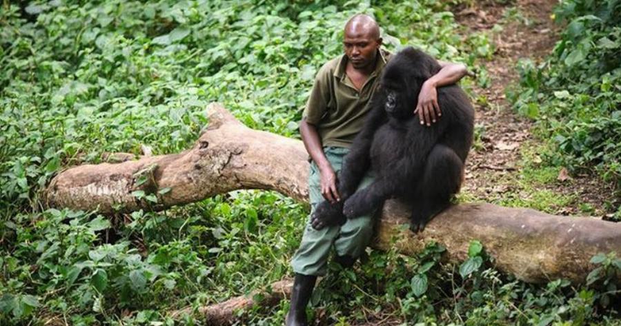 Ο δασοφύλακας ενός πάρκου παρηγορεί έναν θλιμμένο γορίλα που μόλις έχασε τη μητέρα του