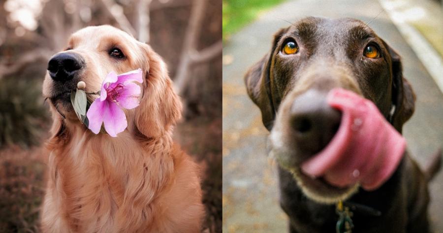 Ένας σκύλος δεν θα σου ραγίσει την καρδιά