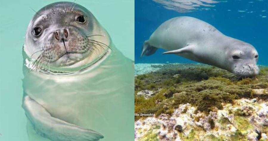 Μπράβο γελοίε υπάνθρωπε.. τα κατάφερες πάλι.