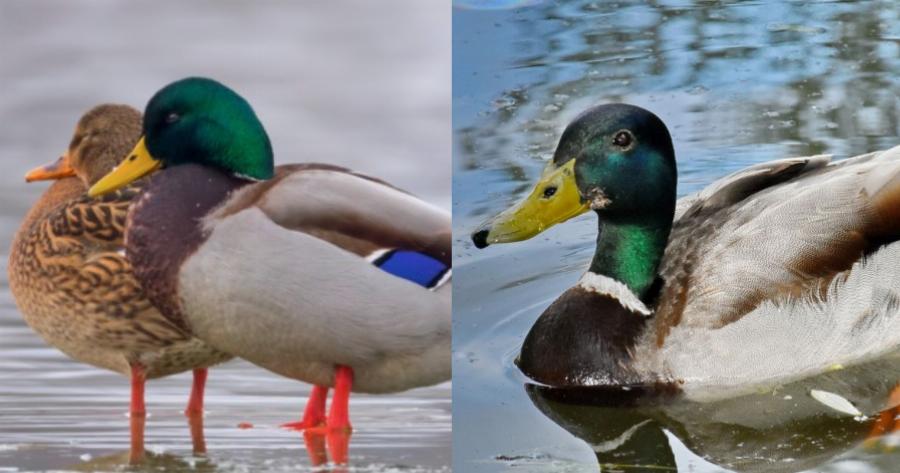 Πολύχρωμη πάπια: Σύμβολο αγάπης στη λίμνη της Καστοριάς