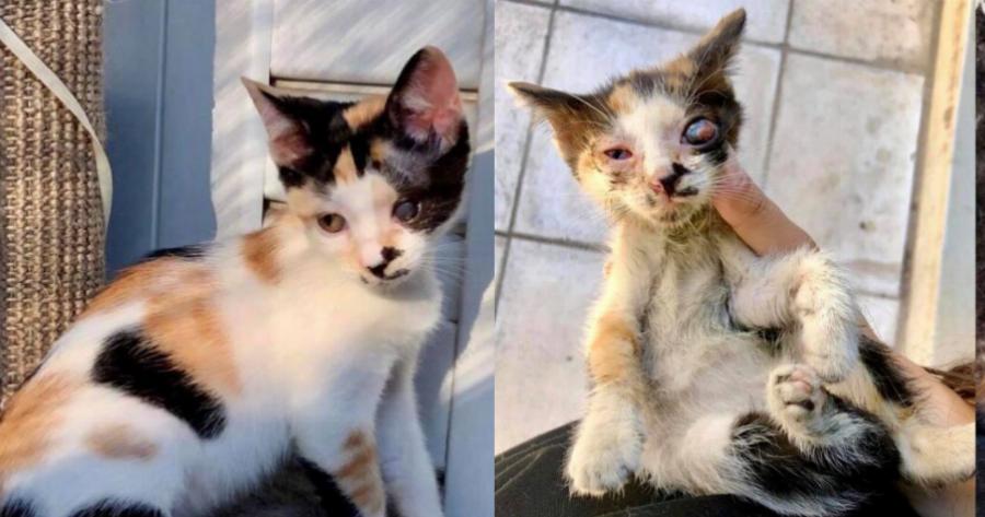 Μια ιστορία αγάπης: Ένα ημίτυφλο γατάκι που πήγαινε για ευθανασία στάθηκε τυχερό και βρήκε σπίτι