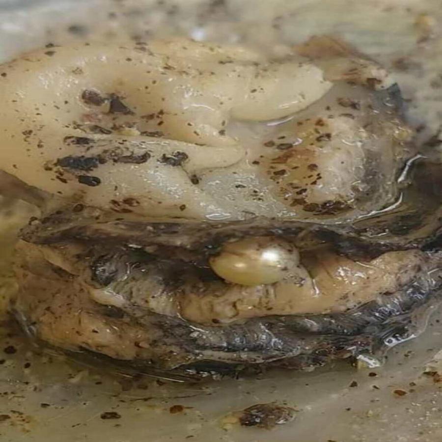 Πάτρα: Απίστευτη τύχη για ιδιοκτήτρια ουζερί – Τα στρείδια της έκρυβαν μέσα μαργαριτάρι